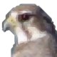 Falco Icon Studio官方版 v7.5
