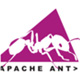 Ant