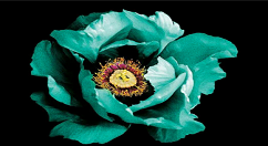 在Mix滤镜大师中裁剪图片的方法介绍