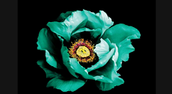 在mix滤镜大师中收藏滤镜的步骤讲解