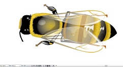 利用ai画逼真的蜜蜂的具体步骤