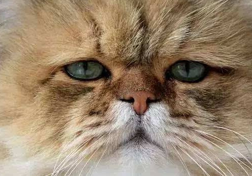 在抖音中拍摄塑料袋照片的方法介绍