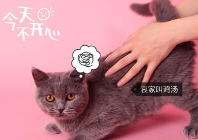 猫饼添加本地音乐的具体操作