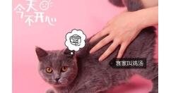 猫饼添加本地音乐的具体操作