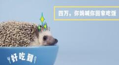 通过猫饼剪辑视频的详细操作过程