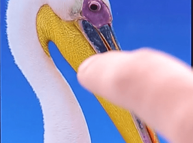 探探APP添加照片的简单操作过程