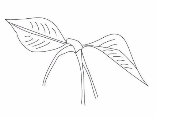 AI制作樱桃的图文操作过程