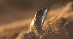 《黑色沙漠》将上架PS4 画面相当高清