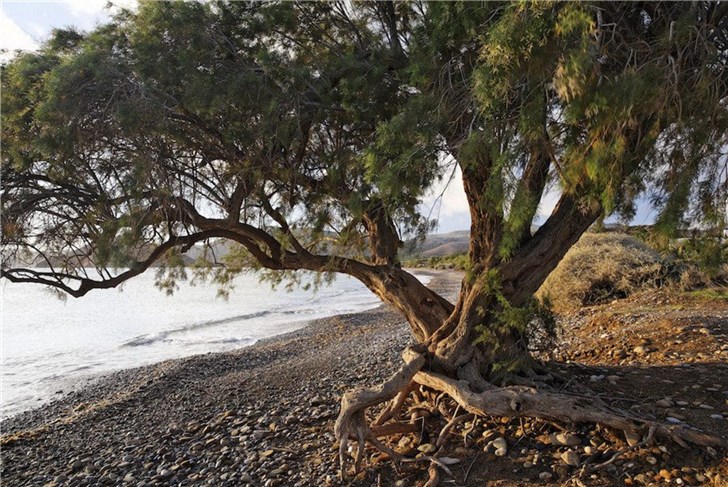 支付宝蚂蚁森林推一款新树种红柳