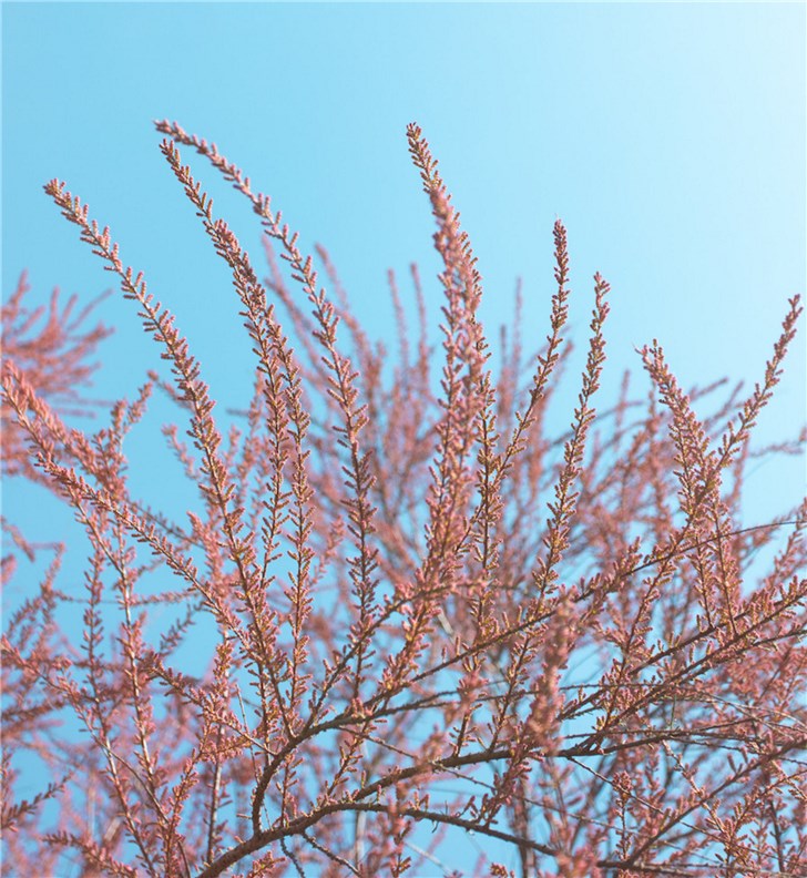 支付宝蚂蚁森林推一款新树种红柳