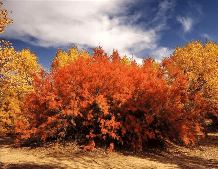 支付宝蚂蚁森林推一款新树种红柳