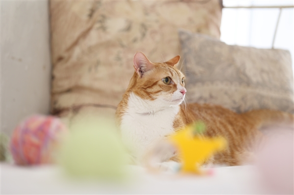 佳能带来新中远摄定焦镜头：5级防抖 .5倍微距大光圈