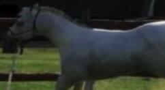 《Animal Trainer》将登录Steam 发行日期留悬念！