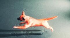 新作《小偷狗》现身Steam商城 支持简体中文