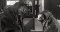 《公鸡神探：鲜血染红》11月6日上架Steam、PS4、Xbox One和NS平台