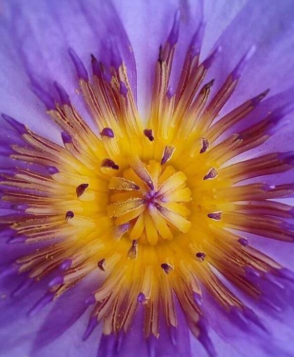 摩托罗拉edgespro怎么样?摩托罗拉edgespro手机介绍