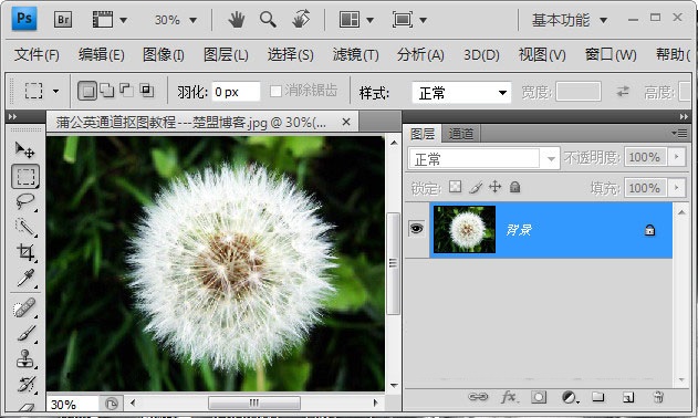 Photoshop如何完成蒲公英抠图?Photoshop蒲公英抠图教程