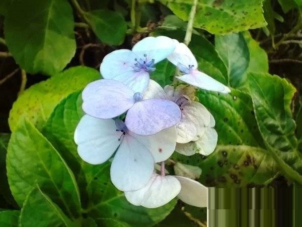 OPPOReno7拍照性能如何?OPPOReno7拍照性能介绍