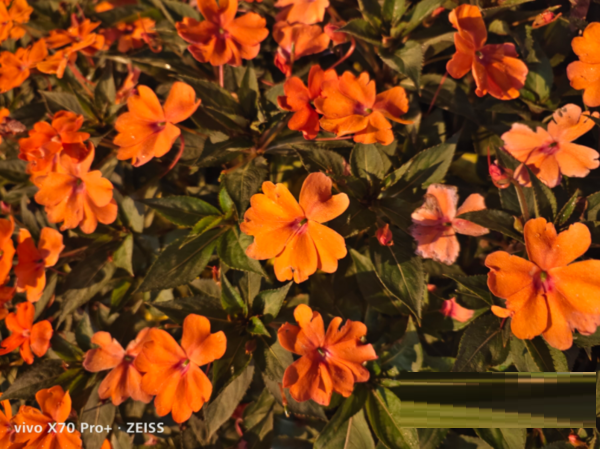 vivoX70Pro+拍夜景好看吗?vivoX70Pro+相机参数介绍