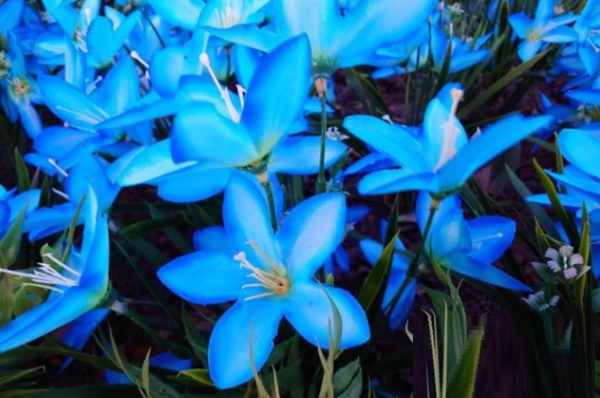 索尼XperiaPRO-I拍照性能怎么样?索尼XperiaPRO-I拍照性能介绍