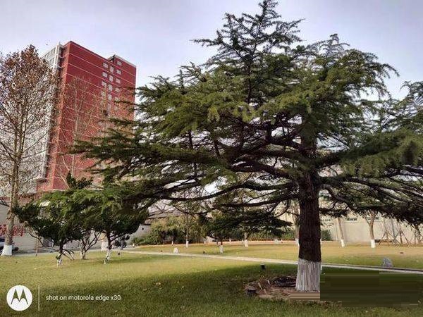 摩托罗拉edgex30拍照性能好吗？摩托罗拉edgex30拍照性能解析