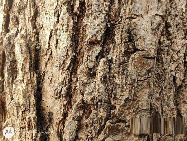 摩托罗拉edgex30拍照性能好吗？摩托罗拉edgex30拍照性能解析