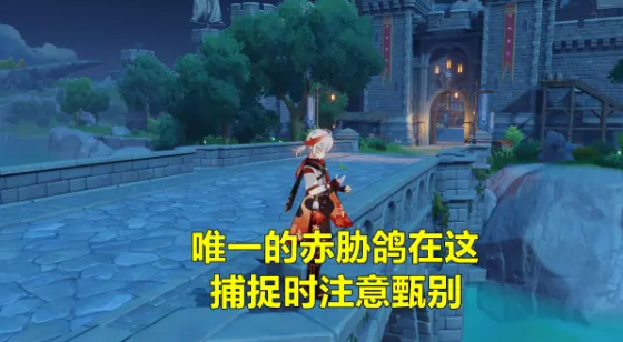 原神赤胁鸽在哪里？原神赤胁鸽捕捉攻略