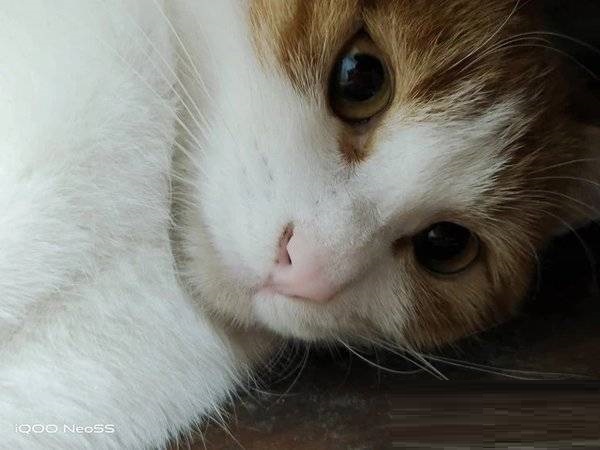 iqooneo5s值不值得买?iqooneo5s性价比介绍