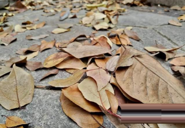 荣耀X30拍照好吗?荣耀X30拍照功能介绍