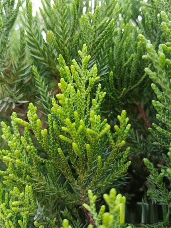 荣耀60拍照好不好?荣耀60拍照性能介绍