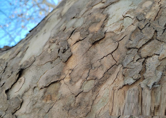 荣耀60有没有长焦镜头?荣耀60手机的镜头介绍