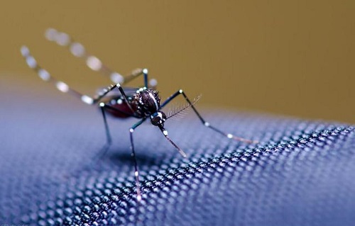 夏季白天出门活动，穿什么颜色的衣服更容易招蚊子?支付宝蚂蚁庄园5月23日答案