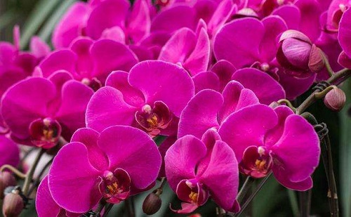 下列哪种花不适合过多晒太阳,要适时搬进屋?支付宝蚂蚁庄园5月18日答案