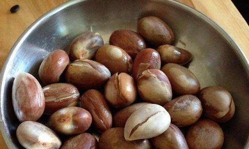 以下哪种热带水果除了果肉好吃，果核也是美味?支付宝蚂蚁庄园6月27日答案