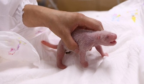 刚出生的大熊猫也是黑白相间吗?支付宝蚂蚁庄园6月16日答案