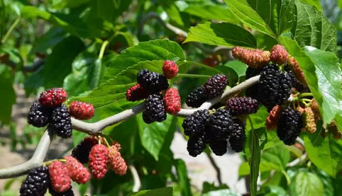 在野外看到形似桑葚的小野果，可以摘来吃吗?支付宝蚂蚁庄园7月12日答案