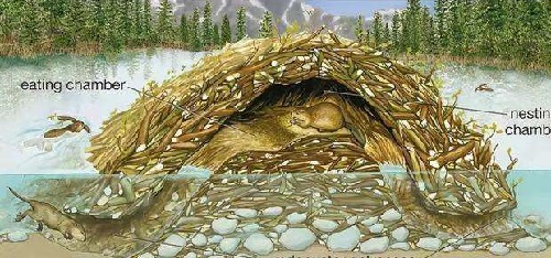 河狸享有动物界的土木建筑师的美誉，是因为它擅长修建?支付宝蚂蚁庄园7月5日答案