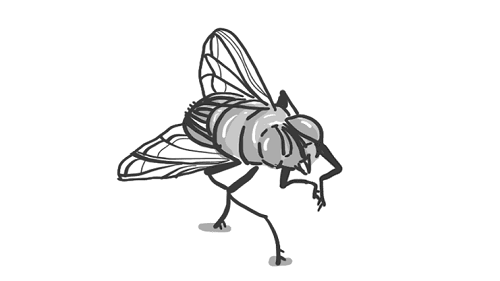 为什么苍蝇一停下来就喜欢搓手?支付宝蚂蚁庄园7月11日答案