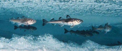 考考你，南极的鱼能在冰天雪地中健康成长主要因为体内?支付宝蚂蚁庄园7月22日答案