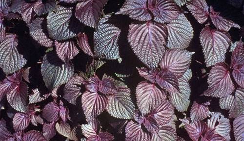 成语光阴荏苒中的荏其实是哪种常见植物?支付宝蚂蚁庄园7月25日答案