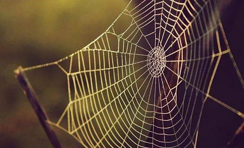 猜一猜:蜘蛛的丝是从哪里“吐”出来的?支付宝蚂蚁庄园8月29日答案