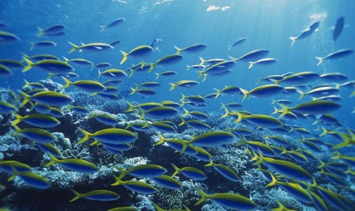 海洋鱼类的肉是不是都很咸?支付宝蚂蚁庄园8月2日答案