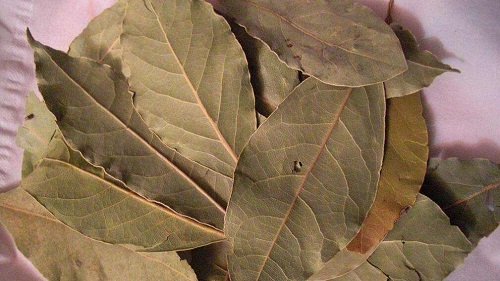 烹饪美食经常用的香叶其实是哪种树的叶子?支付宝蚂蚁庄园8月12日答案