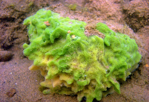 猜一猜海洋里的海绵是植物还是动物?支付宝蚂蚁庄园8月11日答案