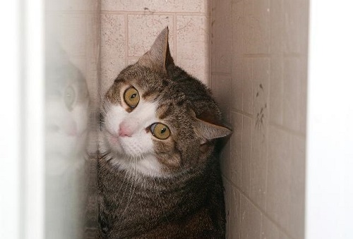 猜一猜为什么猫可以从很小的缝隙钻过去?支付宝蚂蚁庄园8月18日答案