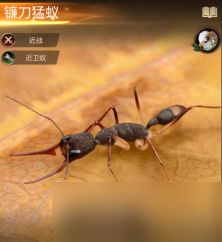 小小蚁国特化蚁属性怎么样?小小蚁国特化蚁属性介绍