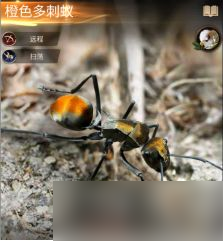 小小蚁国特化蚁属性怎么样?小小蚁国特化蚁属性介绍