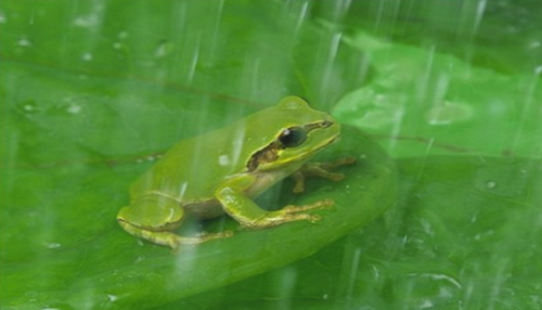 小鸡宝宝考考你：青蛙会被水淹死吗?支付宝蚂蚁庄园9月21日答案