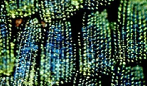 纸币在阳光下能呈现不同颜色，这种防伪技术是借鉴了?支付宝蚂蚁庄园9月8日答案