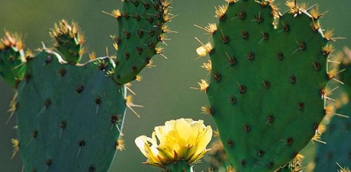 仙人掌的尖刺其实是它的?支付宝蚂蚁庄园9月13日答案